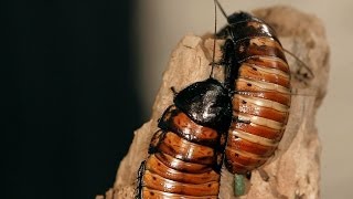 8 Madagascar Hissing Cockroach Facts  Pet Tarantulas [upl. by Annawek]