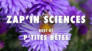 ZapIn Sciences best of ptites bêtes  LEsprit Sorcier [upl. by Hasina]