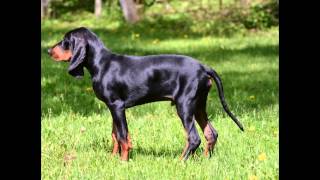 Черноподпалый CoonhoundBlack and Tan Coonhound порода собак HD slide show [upl. by Kolb]