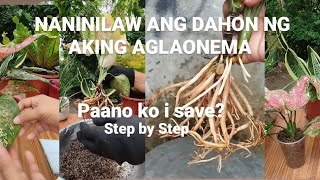 PAANO KO I SAVE ANG NANINILAW NA DAHON NG AKING AGLAONEMASTEP BY STEPFOR BEGINNERSPLANTCARE [upl. by Yblek]