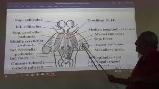 Neuroanatomy 55  Cerebellum  part 3   by Dr Wahdan [upl. by Ardnohsal]