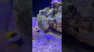 Anemone is eating my clown fish😭😢marineaquariumfish aquarium fish marine hobby aquascape [upl. by Conroy]