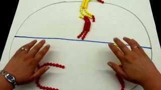 Lab 10 Part 1  Meiosis bead demonstration [upl. by Anaujd]