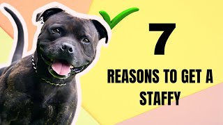 6 Reasons You Should Get A Staffy  Own A Staffordshire Bull Terrier [upl. by Aticilef236]