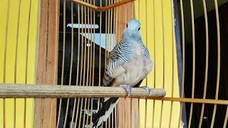 Burung pekutut lokal suara kecil kristal [upl. by Serles]