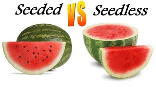 Seedless vs Seeded  you’re wasting your time [upl. by Erdnassak248]