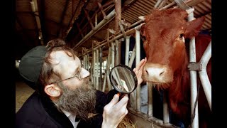 Total Solar Eclipse Red Heifers [upl. by Veda]