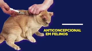 Dica 2 Anticoncepcional em Felinos [upl. by Sucram]