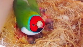 Gouldian Finch Feeding Babies In Nest Box [upl. by Adham762]