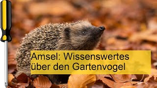 Amsel Aussehen Futter Brutzeit und mehr Infos [upl. by Alleacim]