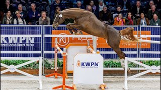 Selected jumpers KWPN Stallion show 2024 [upl. by Zobias]