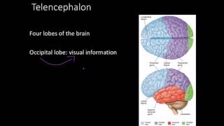 Telencephalon Limbic system and basal ganglia [upl. by Desmund]