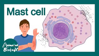 Mast Cells  What is the role of mast cells in inflammation  Mast cell in allergy  Immunology [upl. by Notyep290]