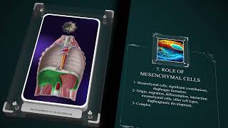 Development of the Diaphragm [upl. by Lrat]