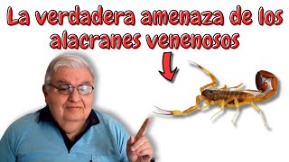 Todo lo que debes saber sobre los alacranes venenosos [upl. by Alusru650]