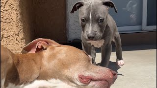 Watch Our Reactive Dog Fall In Love With Our Puppy [upl. by Fitting]