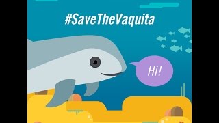 Save The Vaquita ENG by Vallarta Adventures [upl. by Eralcyram]