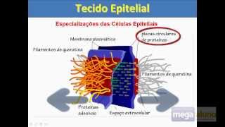 Megaaluno Tecido Epitelial Especializações da Membrana Plasmática [upl. by Eimmot]