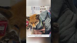 This woman found a fox in distress and then took action to save it animalshorts shortvideo [upl. by Delaine]