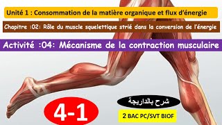 Mécanisme de la contraction musculaire 2bac PCSVT option francais شرح بالداريجة [upl. by Suoivatnom207]