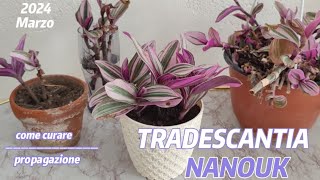 TRADESCANTIA NANOUK 🌸 propagazionecome curare la pianta shortvideo tradescantia [upl. by Waal]