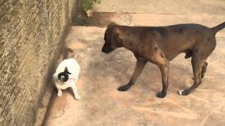 Briga de Gato e Cachorro [upl. by Corry735]