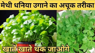 गमले में मेथी धनिया कैसे उगाये  Gamle mein methi dhaniya kaise ugaye  How to grow methi dhaniya [upl. by Roderick703]