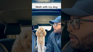 Mini Cockapoo Thinks About Math Question Before Answering 😳 [upl. by Rukna]