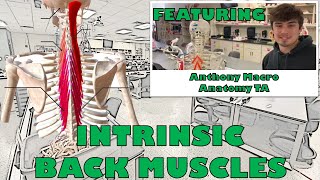 Intrinsic Back Muscles [upl. by Erodavlas391]