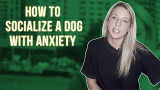 HOW TO SOCIALIZE AN ADULT DOG WITH DOG ANXIETY [upl. by Adaval]