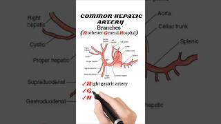 Branches Of Hepatic Artery [upl. by Dahcir528]