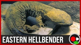 We Found a MASSIVE 2 Salamander  Hellbenders Explained [upl. by Picco314]