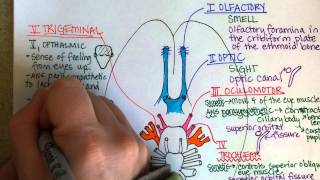 Cranial Nerves Part 1 [upl. by Anerda]