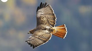 red tail hawk [upl. by Valle193]