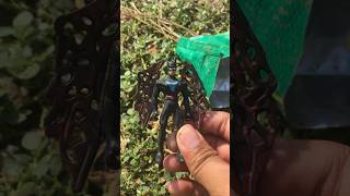 I found a green Batman toy in the garden nature memes shorts [upl. by Brad70]