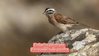 A Escrevedeira de socotra  Emberiza socotrana [upl. by Jude]