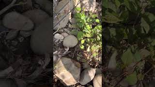 Flipping rocks for hellgrammitesgrampus in NE TN smallmouth riverfishing river fishing grampus [upl. by Sivatnod540]