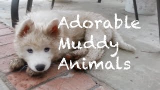 Adorable Muddy Animals Compilation [upl. by Nigel]