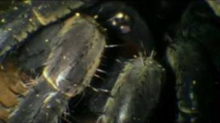 The Trapdoor Spider [upl. by O'Reilly]