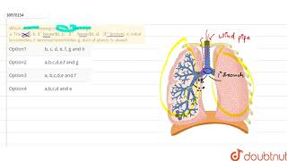 Which of the following comprises the lungs a Tracheae b 1\quotbronchi c \quot2\quot bronchi [upl. by Yessydo35]