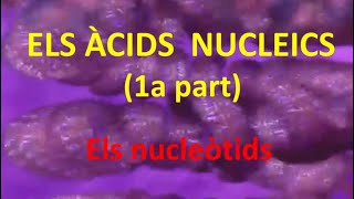 Àcids nucleics 1a part Nucleòtids [upl. by Xino]