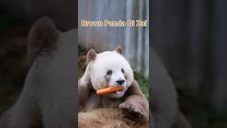 Brown panda Qi Zai enjoying his favorite carrot panda [upl. by Morita356]