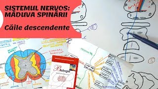 ADMITERE MEDICINA SISTEMUL NERVOS 6 MADUVA SPINARII Caile descendente [upl. by Olympia301]