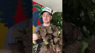 Fittonia nerve plant care guide [upl. by Fahey337]