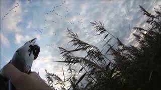 Pink Foot and Greylag goose shooting [upl. by Giacomo56]