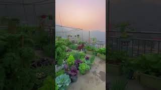 Fresh rooftop vegetable garden rurallife pastorallife garden gardentips vegetables lifestyle [upl. by Roseanna]