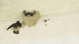 Cliff Swallows Building Nest [upl. by Akina]