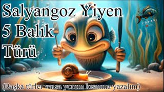 Salyangoz Yiyen 6 Balık Türü [upl. by Lawley]