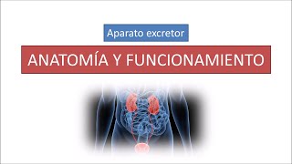 Anatomía y funcionamiento del aparato excretor [upl. by Duwad]