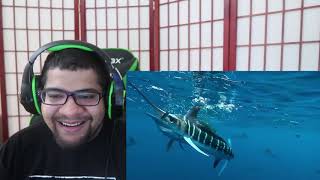 The Tier Zoo The Shark Tier List [upl. by Ainehs]